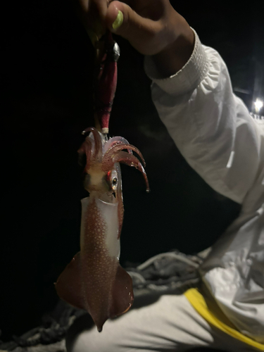 ケンサキイカの釣果