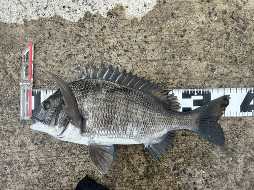 クロダイの釣果