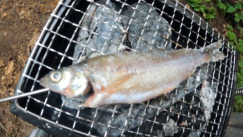 ウグイの釣果