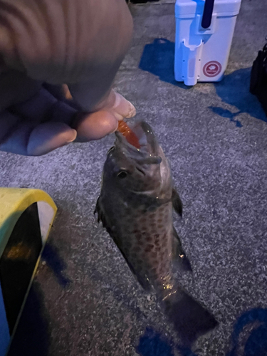 オオモンハタの釣果