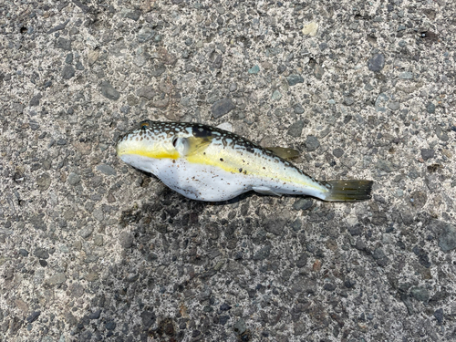 ショウサイフグの釣果