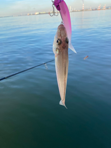 シロギスの釣果