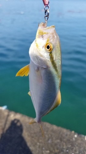 ショゴの釣果