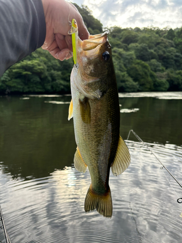 ラージマウスバスの釣果