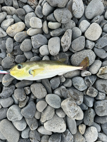 シロサバフグの釣果