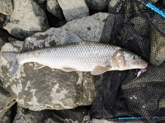 ニゴイの釣果