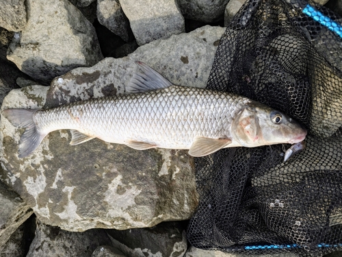 ニゴイの釣果