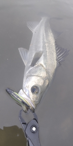 フッコ（マルスズキ）の釣果