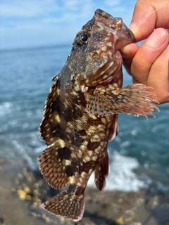 イソカサゴの釣果