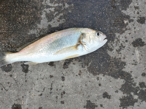 イシモチの釣果