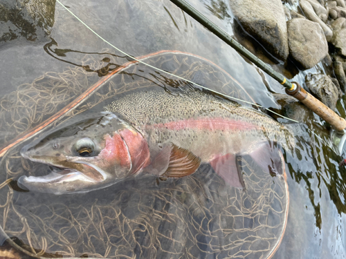 ニジマスの釣果