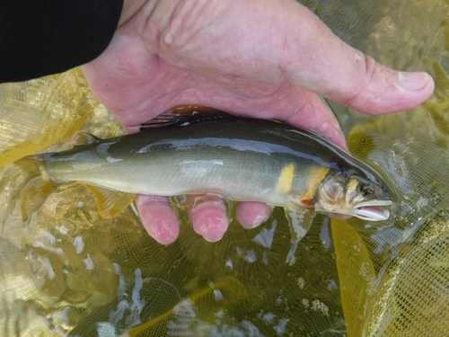 アユの釣果