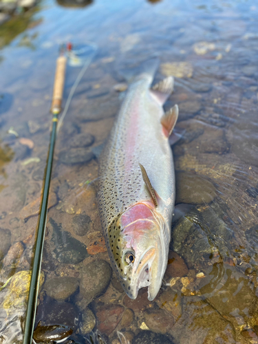 ニジマスの釣果