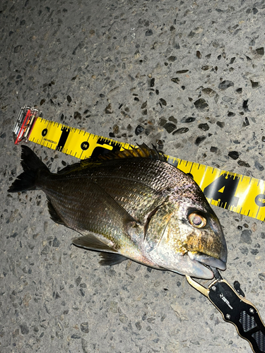 ヘダイの釣果