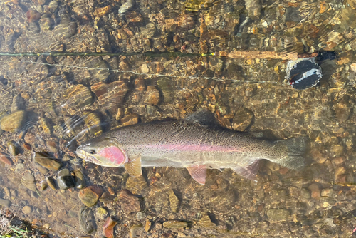 ニジマスの釣果