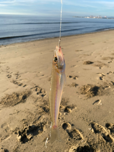 シロギスの釣果