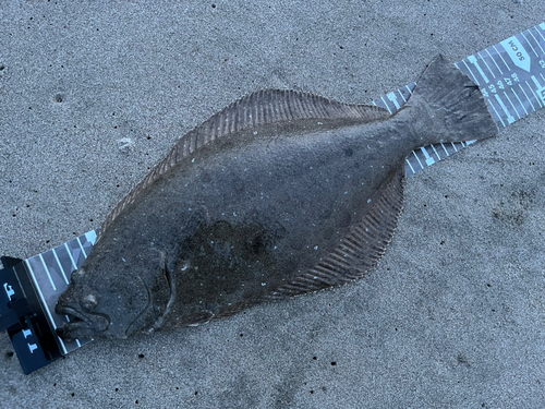 ヒラメの釣果