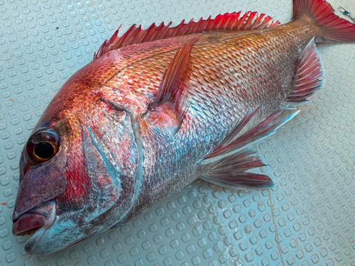 マダイの釣果