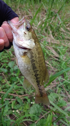 ラージマウスバスの釣果