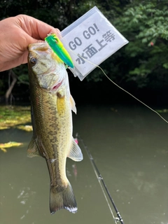 ラージマウスバスの釣果