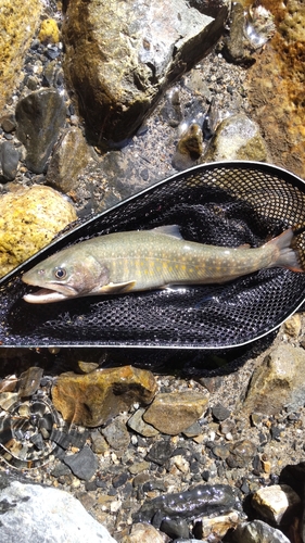 イワナの釣果