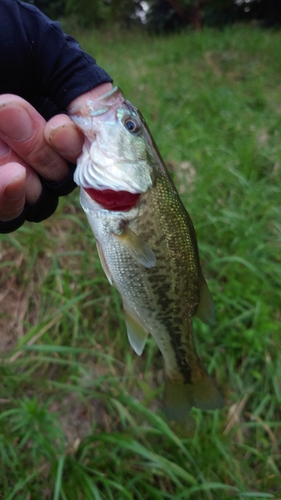 ラージマウスバスの釣果