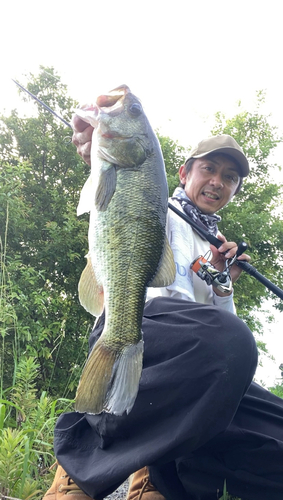 ブラックバスの釣果