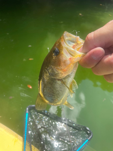 ラージマウスバスの釣果