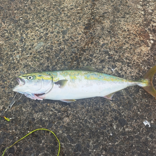 ワカシの釣果