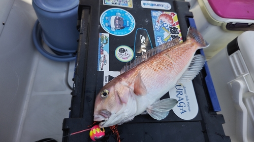 シロアマダイの釣果