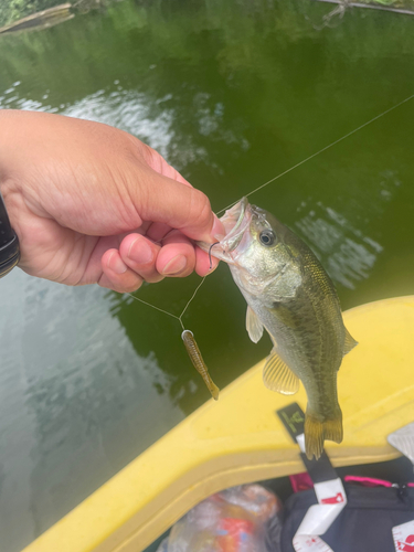 ラージマウスバスの釣果