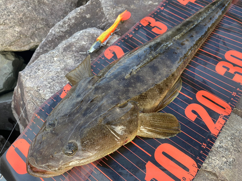 マゴチの釣果