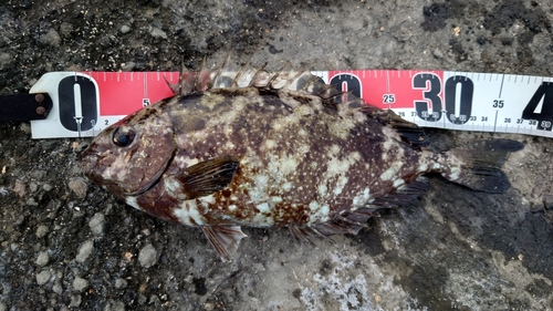 アイゴの釣果