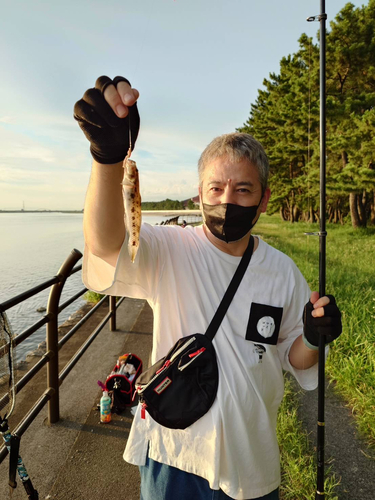 マハゼの釣果