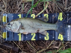 ブラックバスの釣果