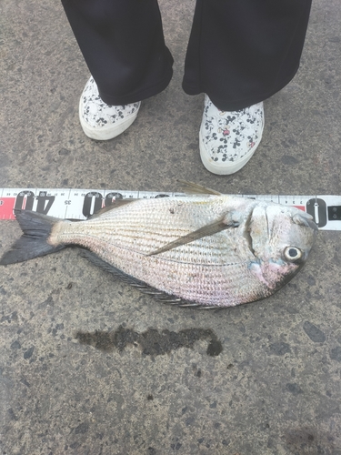 コトヒキの釣果