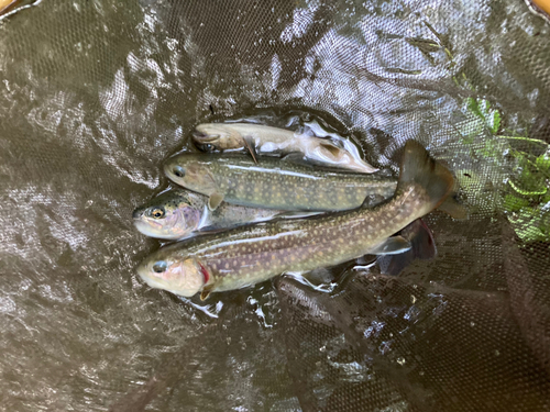 イワナの釣果