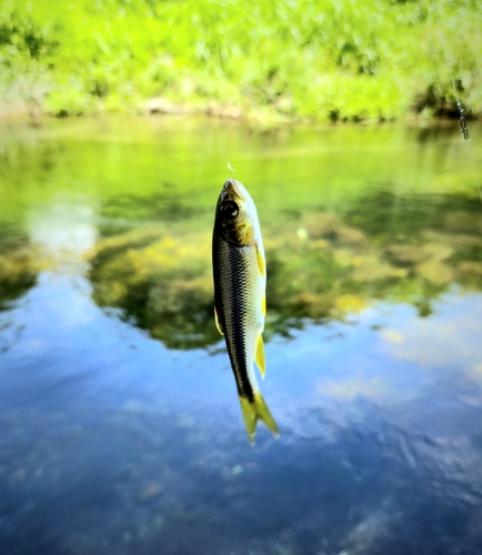 カワムツの釣果