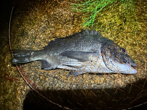 チヌの釣果