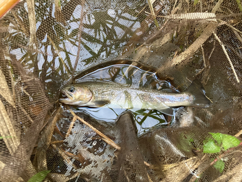 イワナの釣果