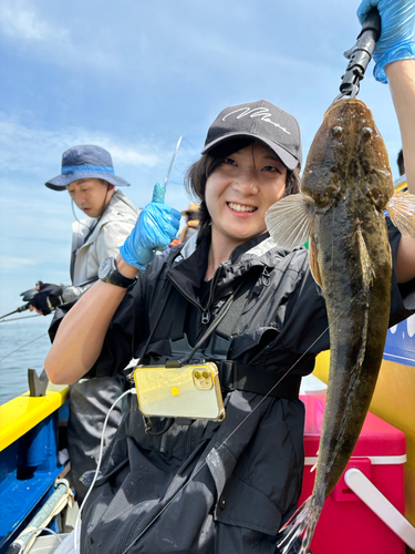 マゴチの釣果