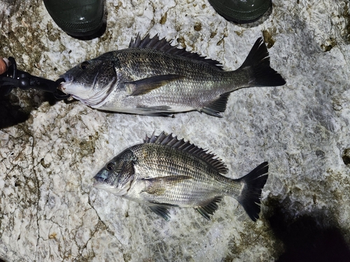 チヌの釣果