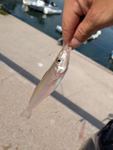 シロギスの釣果