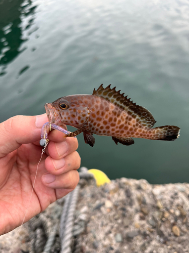 オオモンハタの釣果