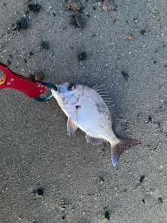 タイの釣果