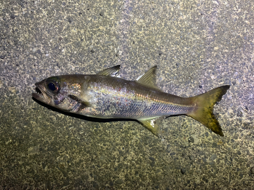 ムツの釣果