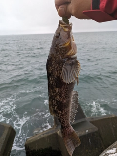 アブラコの釣果