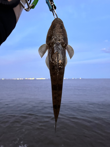 マゴチの釣果