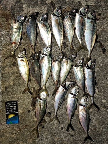 アジの釣果