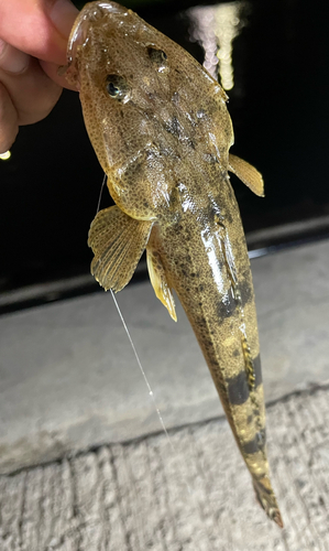 コチの釣果